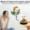 Picture of Desktop Small Fish Tank | Maintenance-Free, Year-Round Pure Water 12*20cm