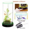 Picture of Family Fun Desktop Aquarium | Easy Maintenance, Stunning Visuals 20*20cm