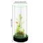 Picture of Family Fun Desktop Aquarium | Easy Maintenance, Stunning Visuals 20*55cm